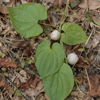 thumbnail for publication: Air Potato (Dioscorea bulbifera)